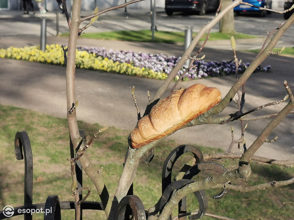 W Sopocie pojawiły się dziwne stworzenia przypominające laguna [FOTO]