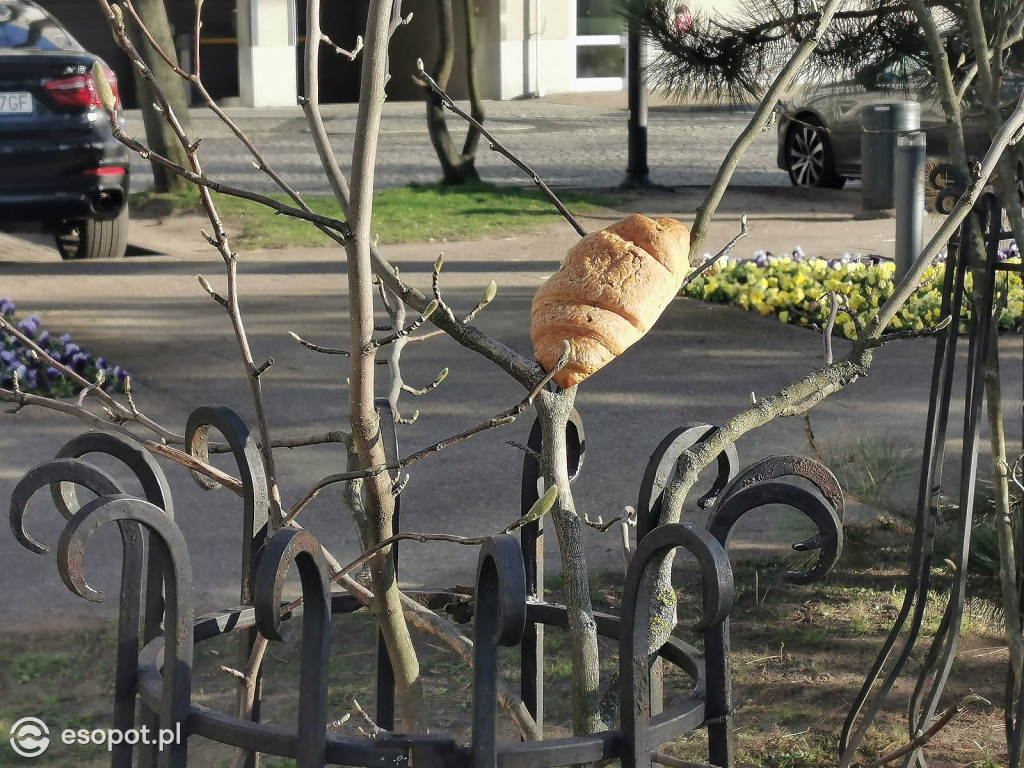 W Sopocie pojawiły się dziwne stworzenia przypominające laguna [FOTO]