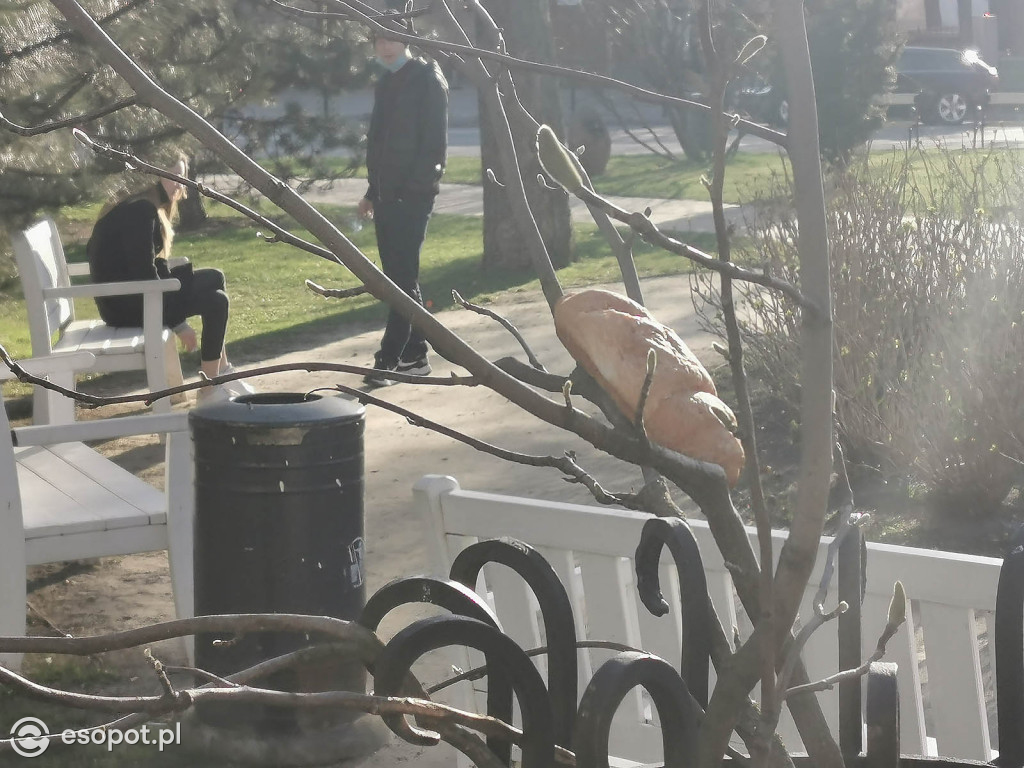 W Sopocie pojawiły się dziwne stworzenia przypominające laguna [FOTO]