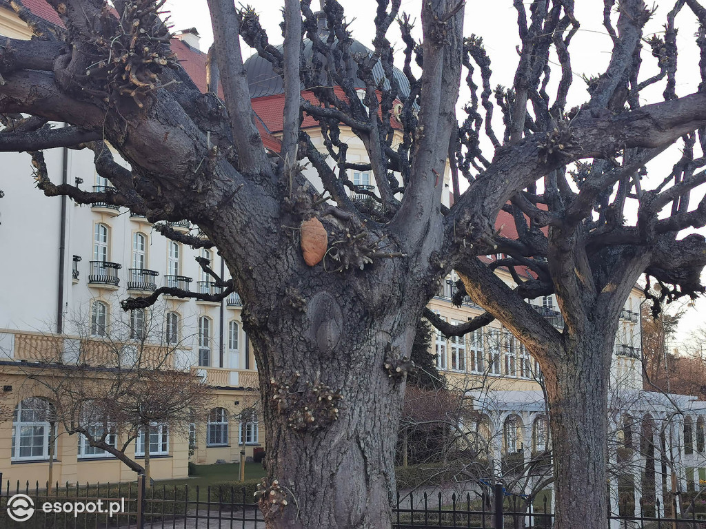 W Sopocie pojawiły się dziwne stworzenia przypominające laguna [FOTO]