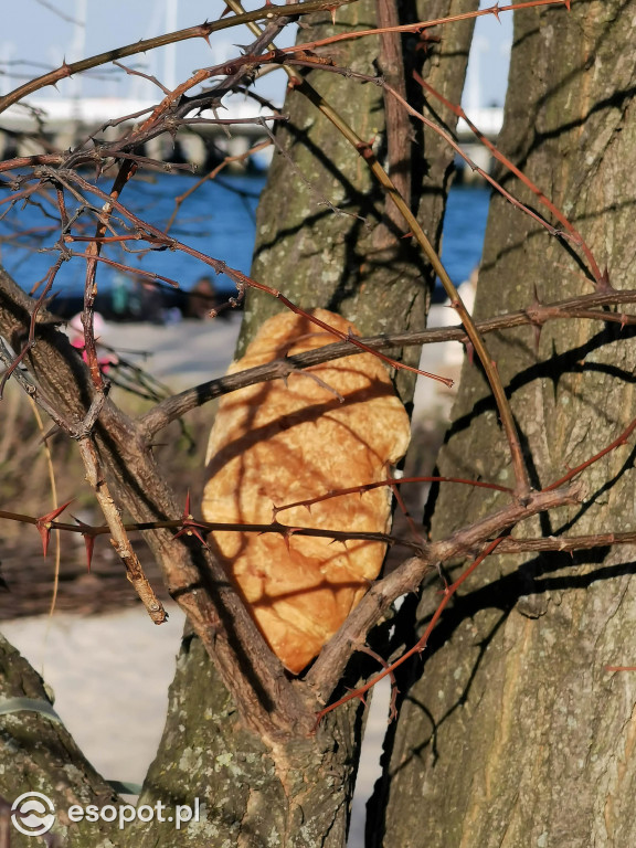 W Sopocie pojawiły się dziwne stworzenia przypominające laguna [FOTO]