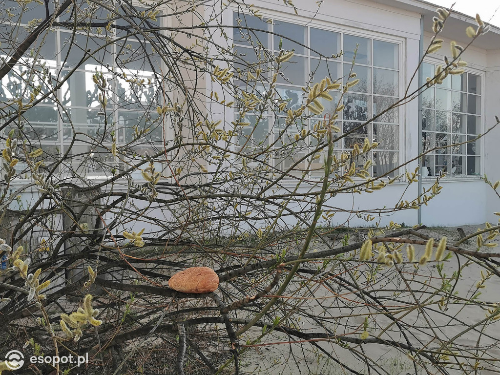 W Sopocie pojawiły się dziwne stworzenia przypominające laguna [FOTO]