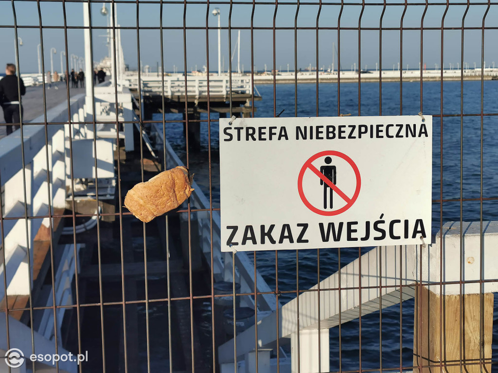 W Sopocie pojawiły się dziwne stworzenia przypominające laguna [FOTO]