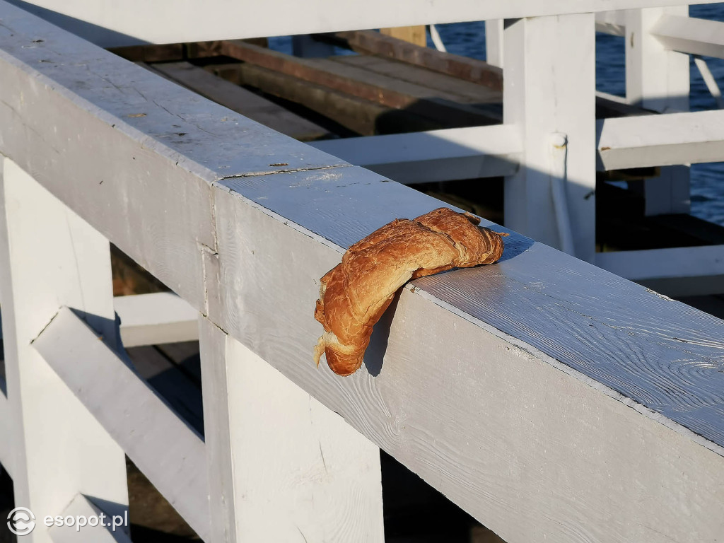 W Sopocie pojawiły się dziwne stworzenia przypominające laguna [FOTO]