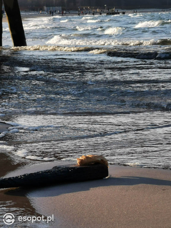 W Sopocie pojawiły się dziwne stworzenia przypominające laguna [FOTO]