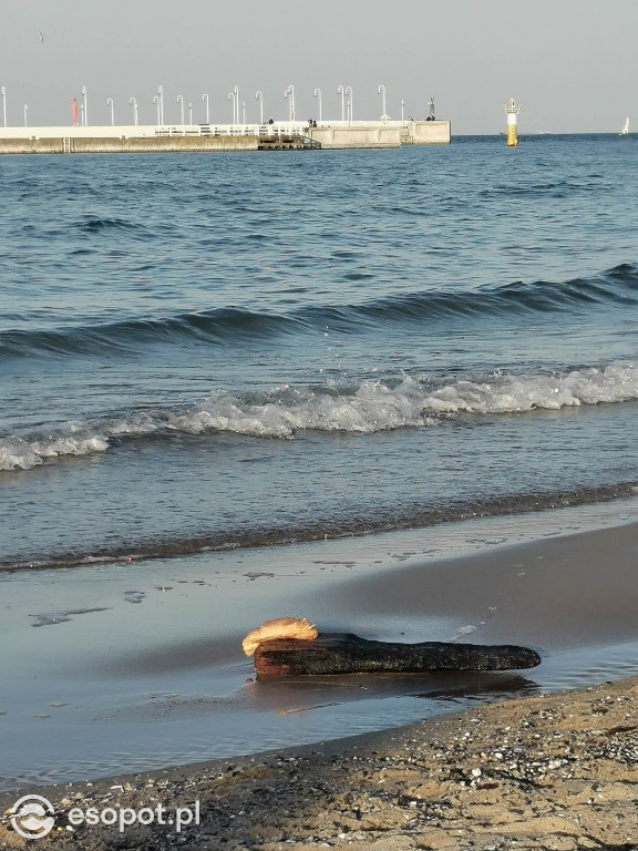 W Sopocie pojawiły się dziwne stworzenia przypominające laguna [FOTO]