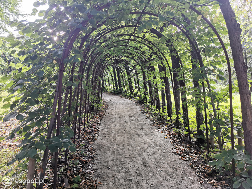 Zachwycający park i otoczenie odnowionej willi przy Goyki 3 [FOTO]
