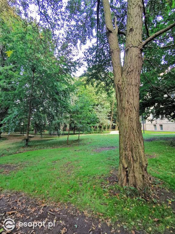 Zachwycający park i otoczenie odnowionej willi przy Goyki 3 [FOTO]