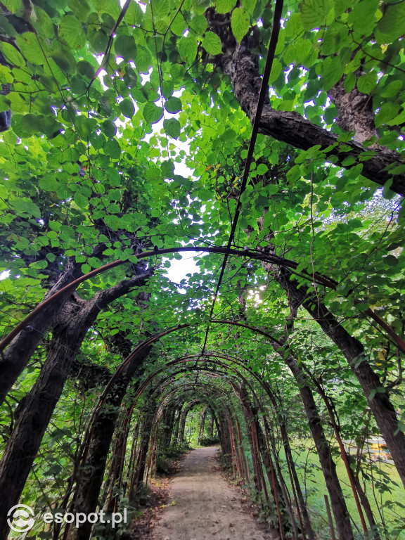 Zachwycający park i otoczenie odnowionej willi przy Goyki 3 [FOTO]