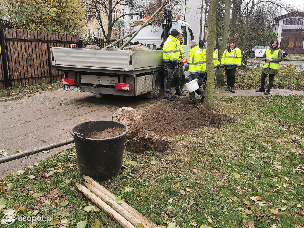 Gdzie w Sopocie pojawią się nowe drzewa?