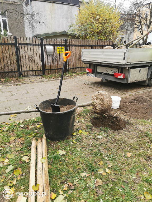 Gdzie w Sopocie pojawią się nowe drzewa?