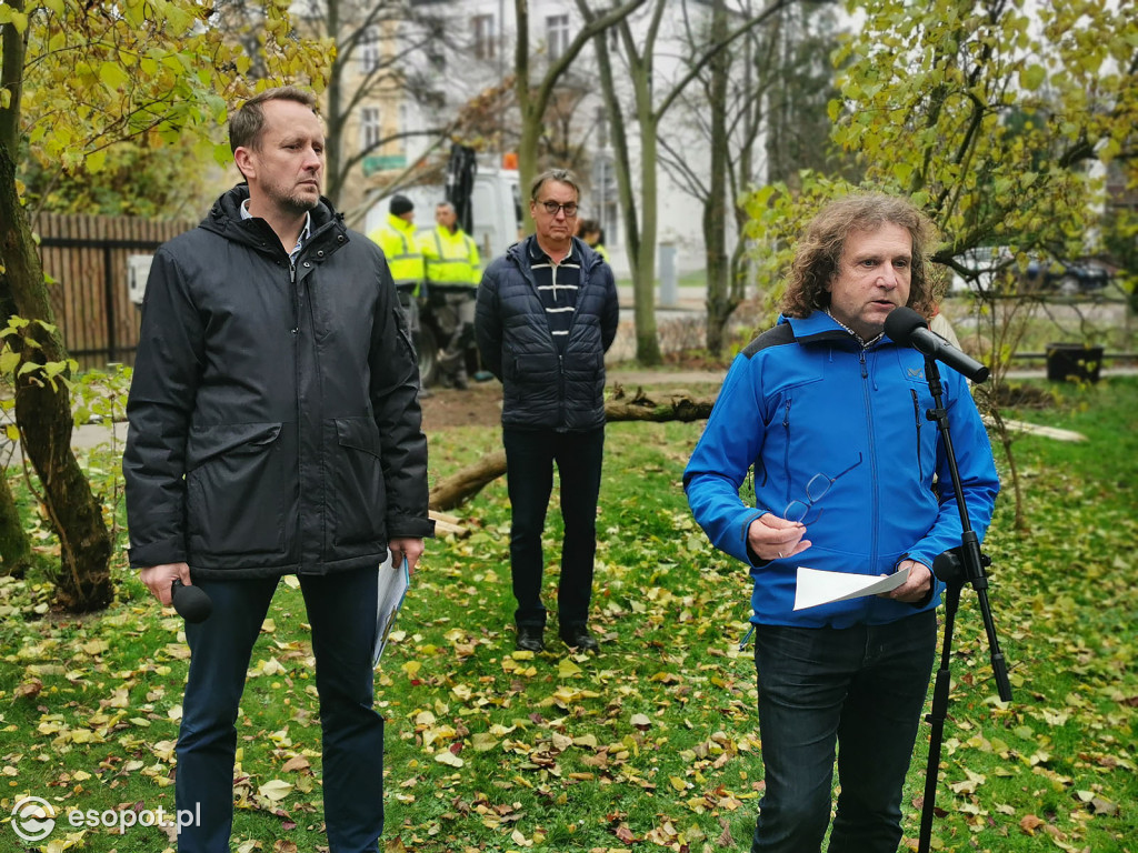 Gdzie w Sopocie pojawią się nowe drzewa?
