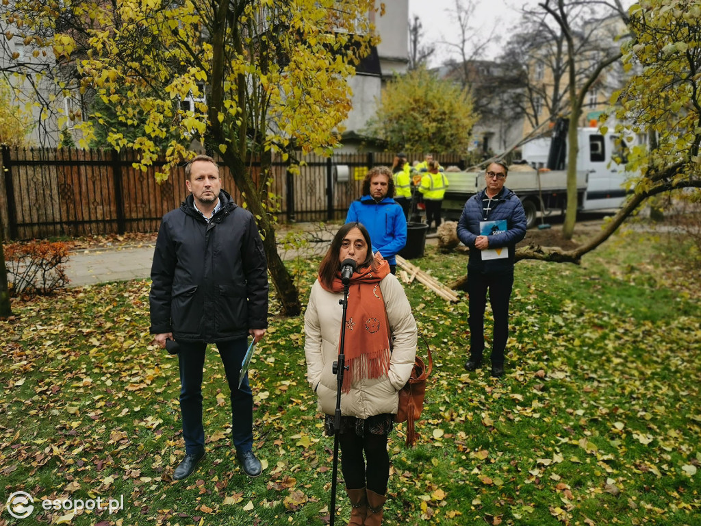 Gdzie w Sopocie pojawią się nowe drzewa?