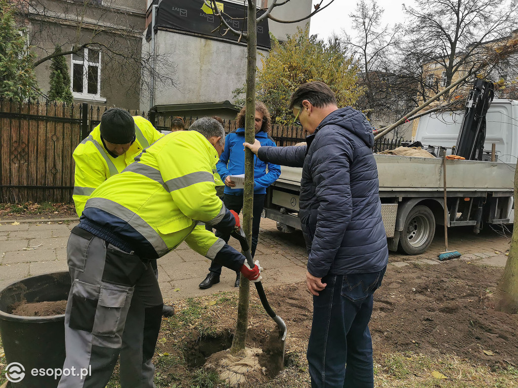 Gdzie w Sopocie pojawią się nowe drzewa?