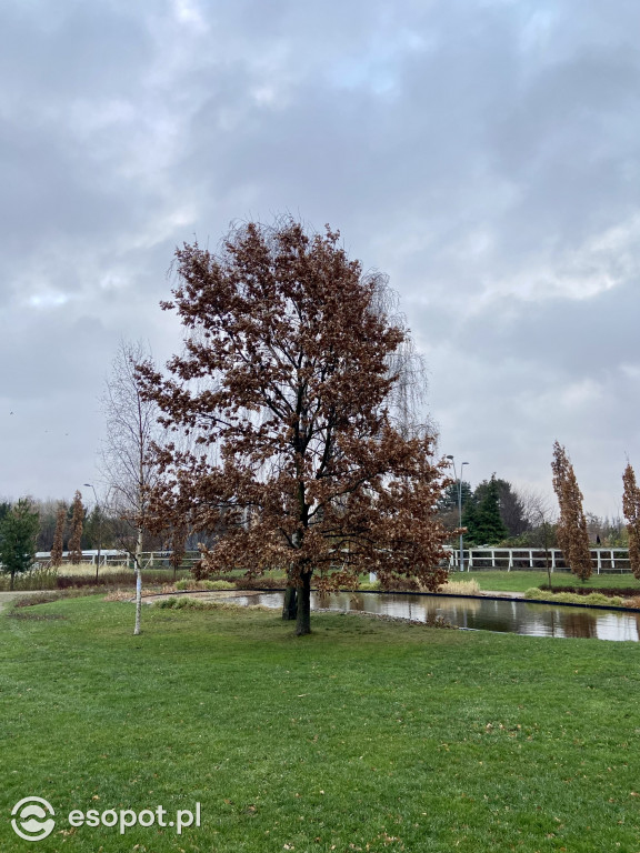 Park Hestii w Sopocie: idealny pomysł na jesienny spacer [FOTO]