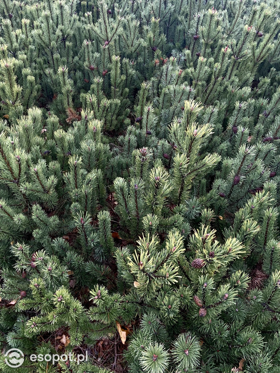 Park Hestii w Sopocie: idealny pomysł na jesienny spacer [FOTO]