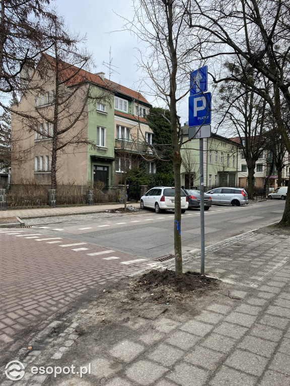 Nasadzenia zamienne przy ul. Haffnera