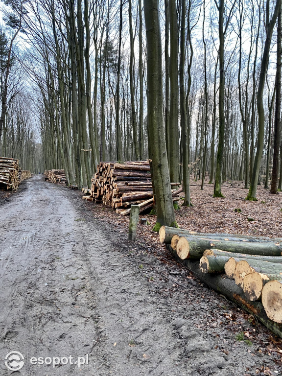 Sopot: tak wygląda las po wycince drzew