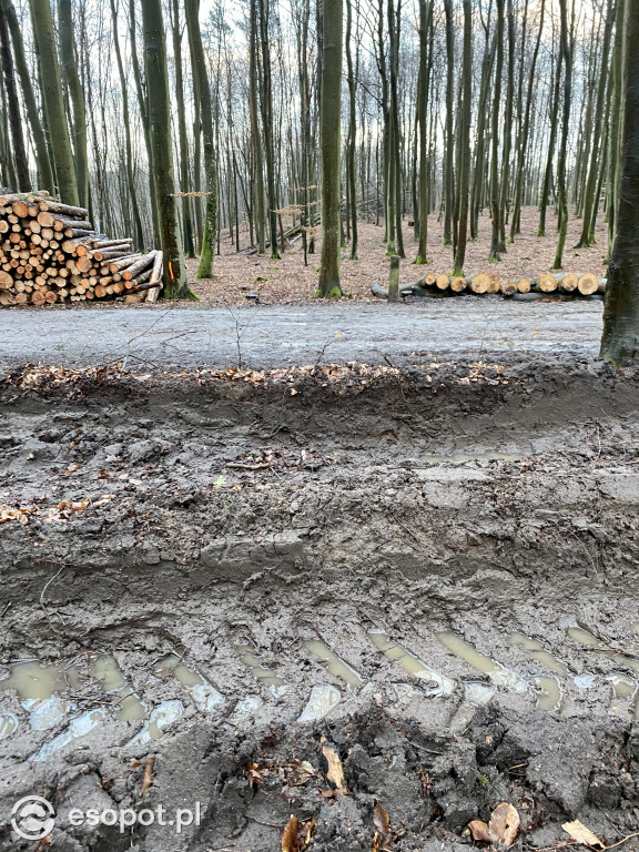 Sopot: tak wygląda las po wycince drzew