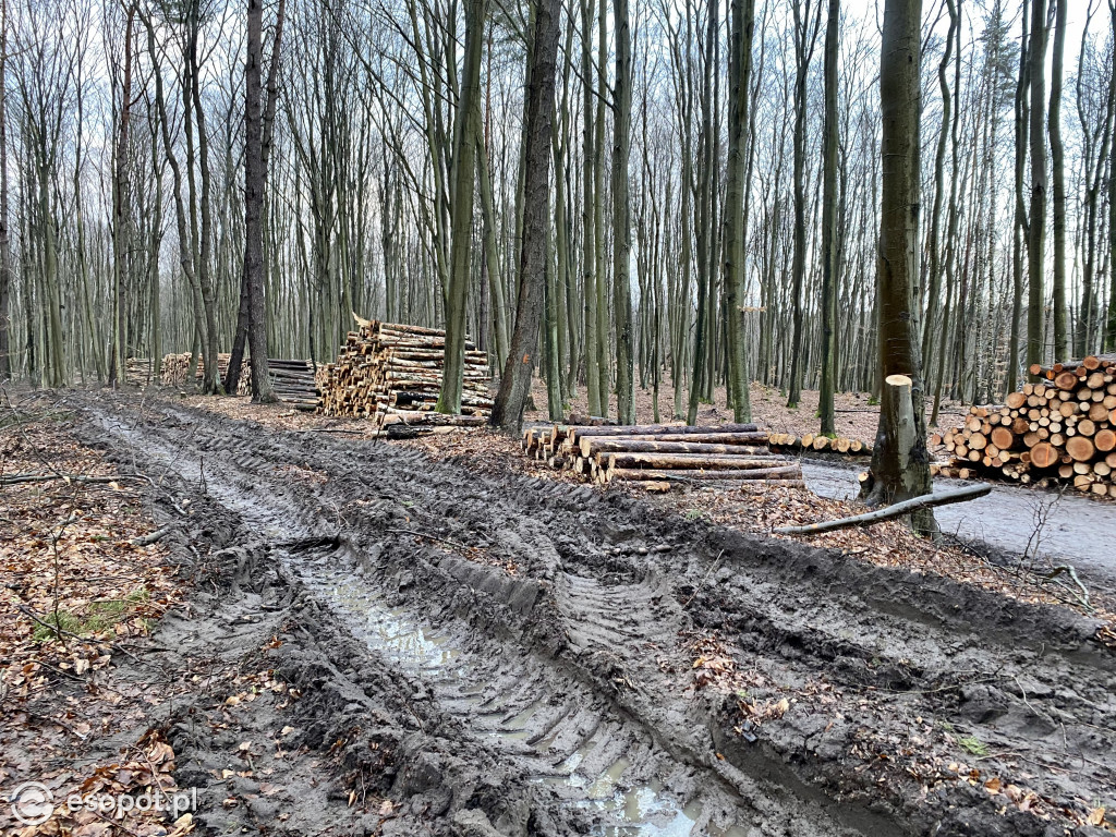 Sopot: tak wygląda las po wycince drzew