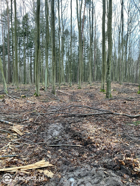 Sopot: tak wygląda las po wycince drzew