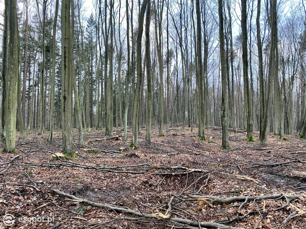Sopot: tak wygląda las po wycince drzew