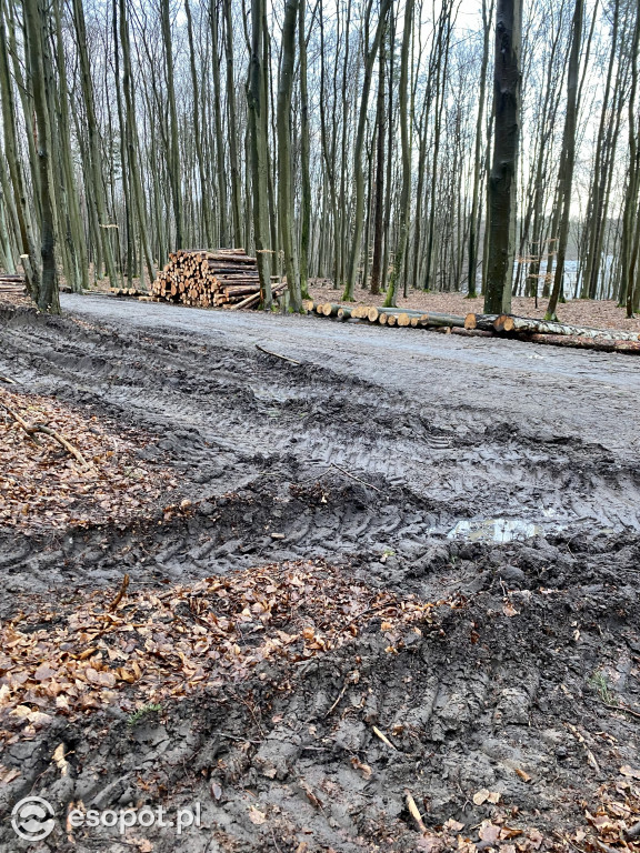 Sopot: tak wygląda las po wycince drzew