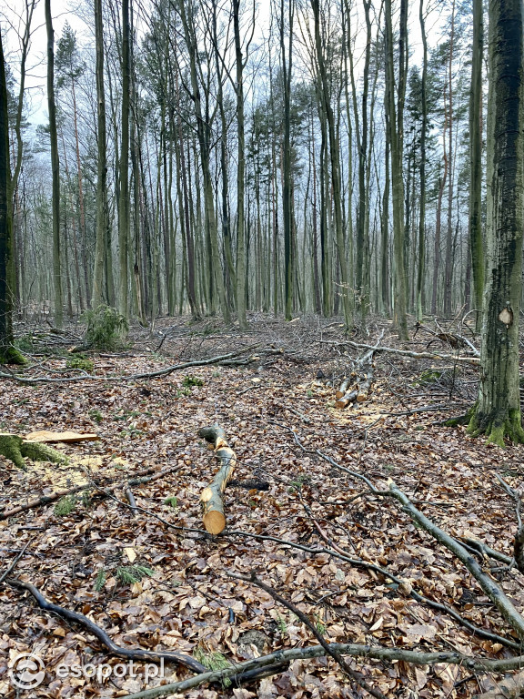 Sopot: tak wygląda las po wycince drzew
