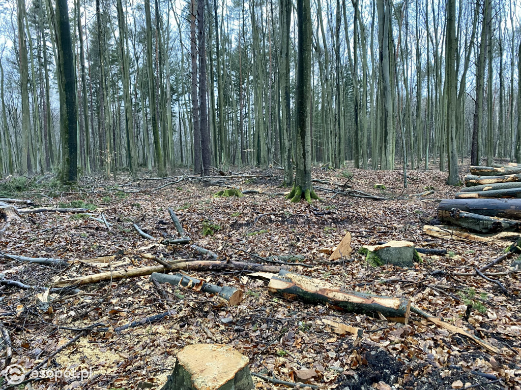 Sopot: tak wygląda las po wycince drzew
