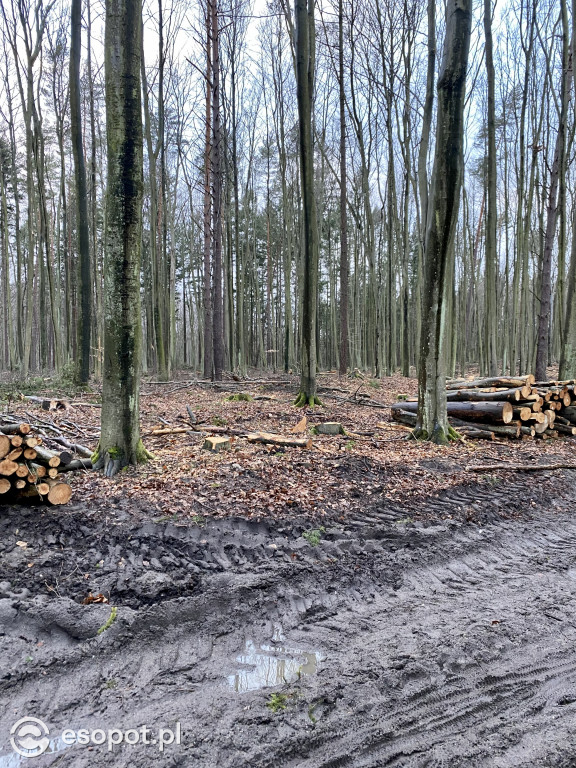 Sopot: tak wygląda las po wycince drzew