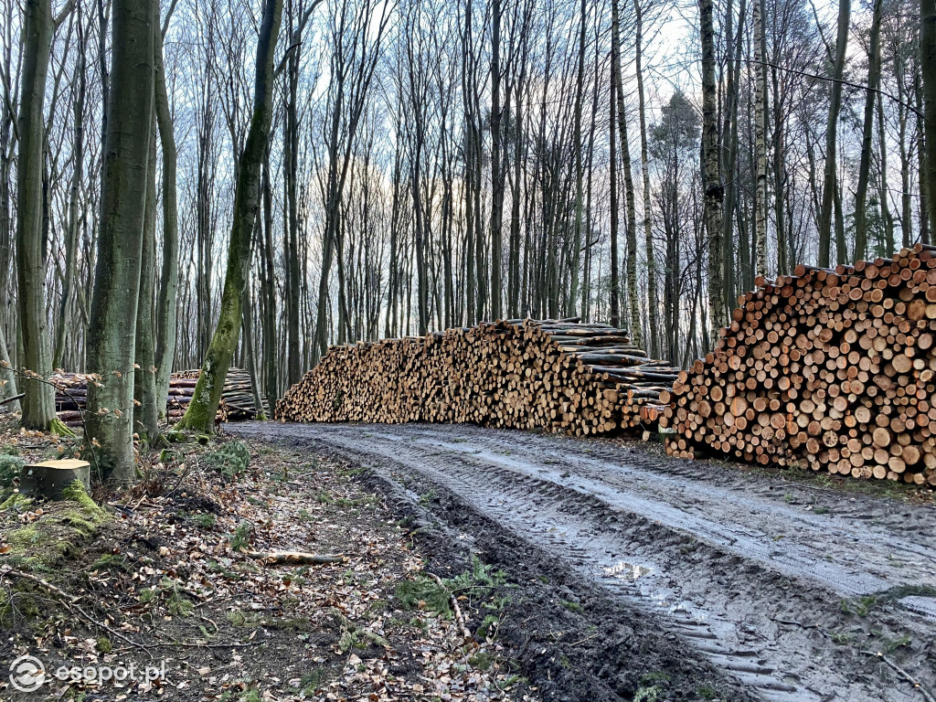 Sopot: tak wygląda las po wycince drzew