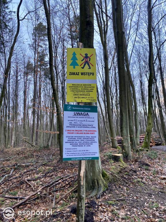 Sopot: tak wygląda las po wycince drzew
