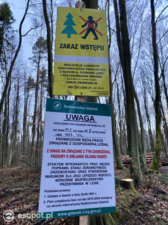 Sopot: tak wygląda las po wycince drzew
