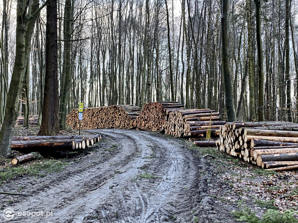 Sopot: tak wygląda las po wycince drzew