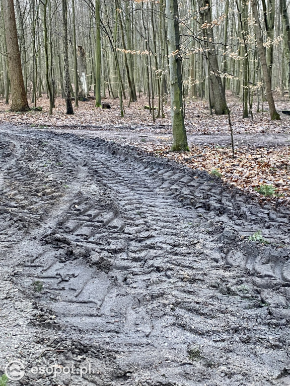 Sopot: tak wygląda las po wycince drzew