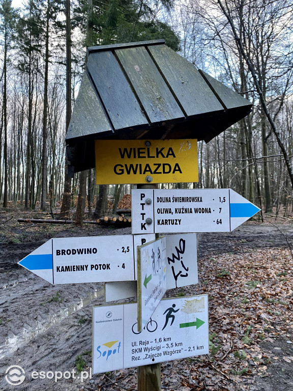 Sopot: tak wygląda las po wycince drzew