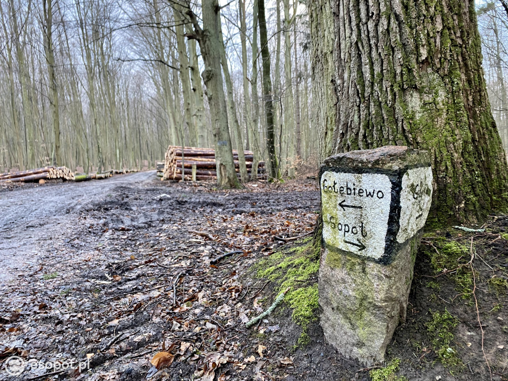 Sopot: tak wygląda las po wycince drzew