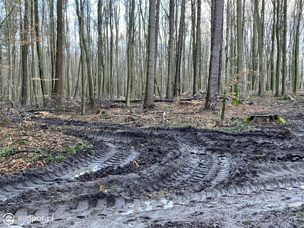 Sopot: tak wygląda las po wycince drzew