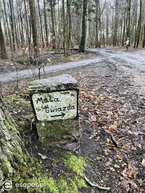 Sopot: tak wygląda las po wycince drzew