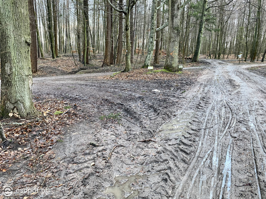 Sopot: tak wygląda las po wycince drzew