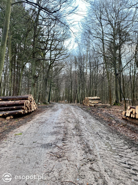 Sopot: tak wygląda las po wycince drzew