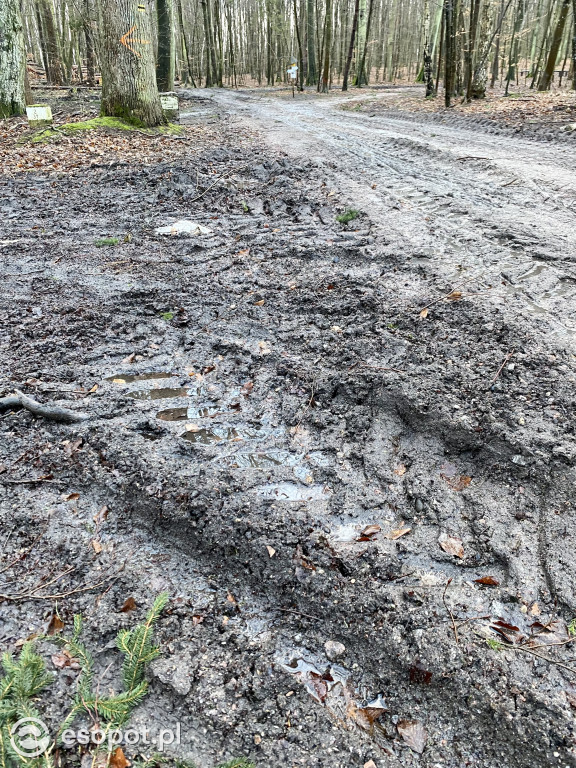 Sopot: tak wygląda las po wycince drzew