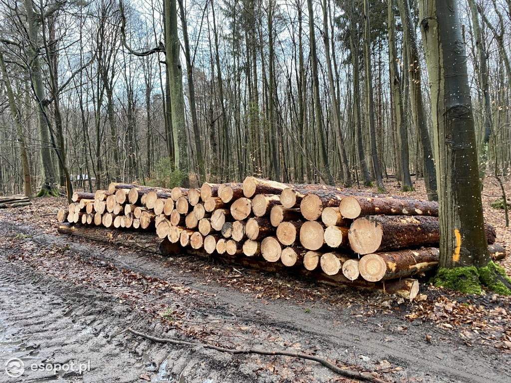 Sopot: tak wygląda las po wycince drzew