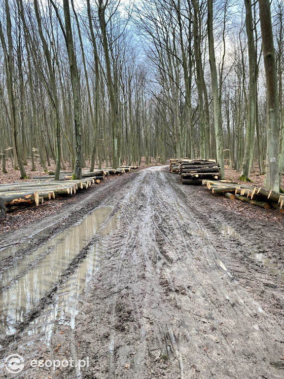 Sopot: tak wygląda las po wycince drzew