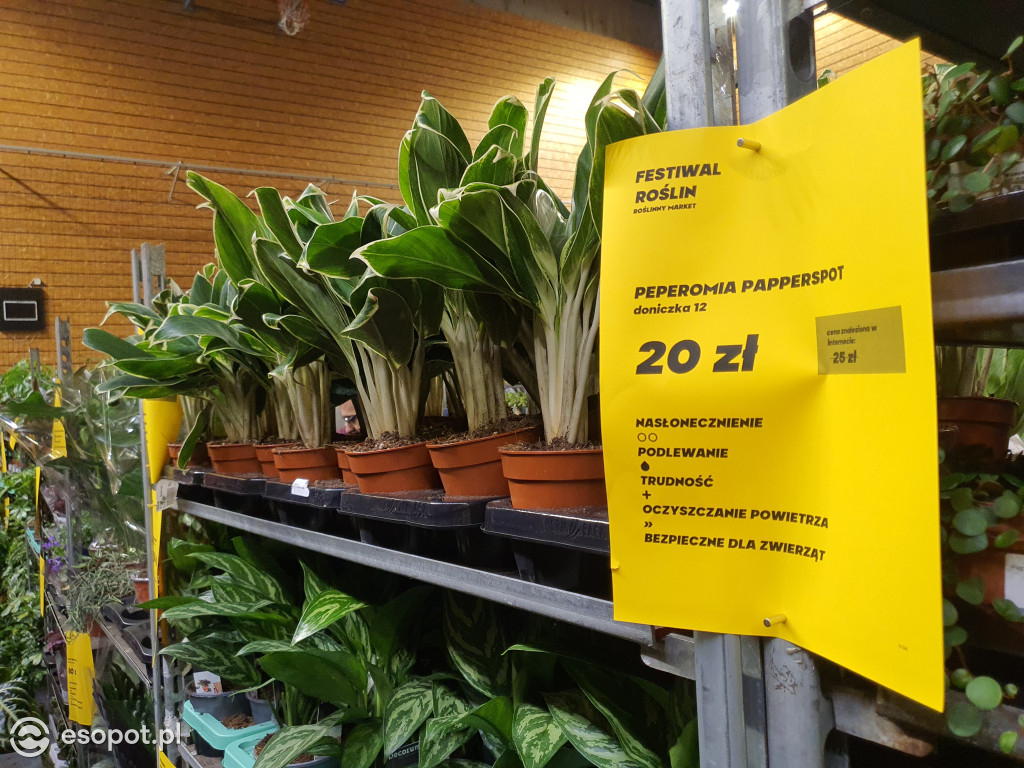 Festiwal Roślin w Ergo Arenie