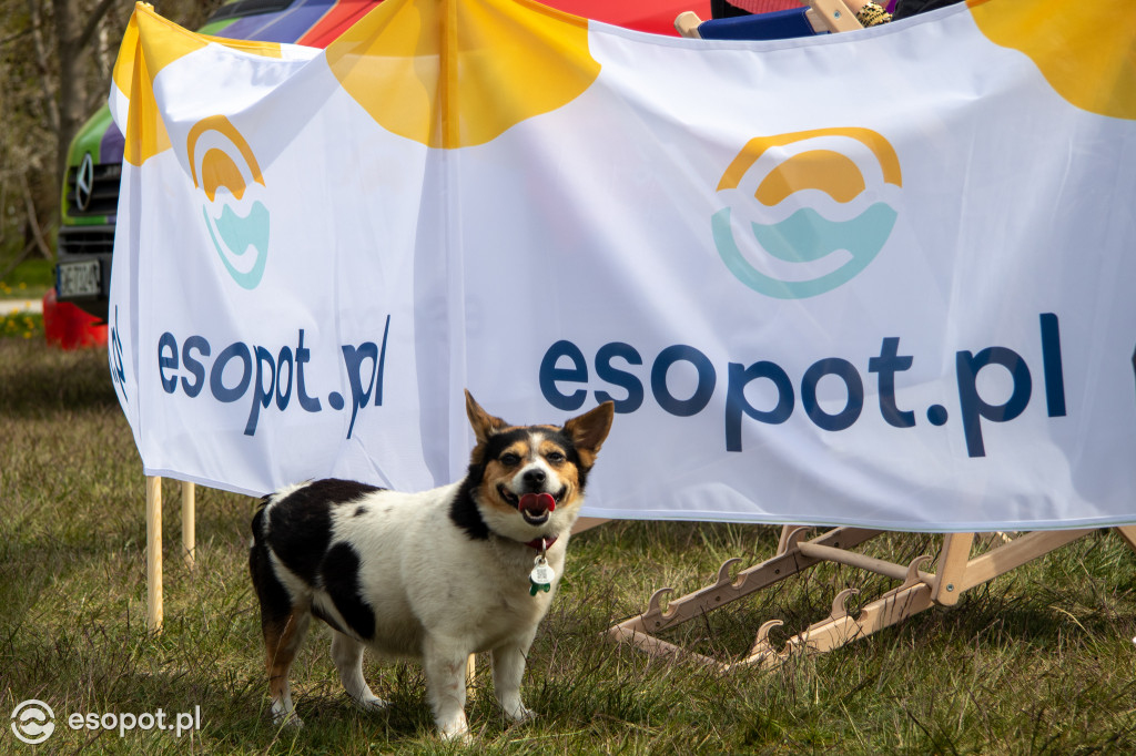 Tłumy sopocian, food trucki i zabawa: Festyn Rodzinny na Błoniach