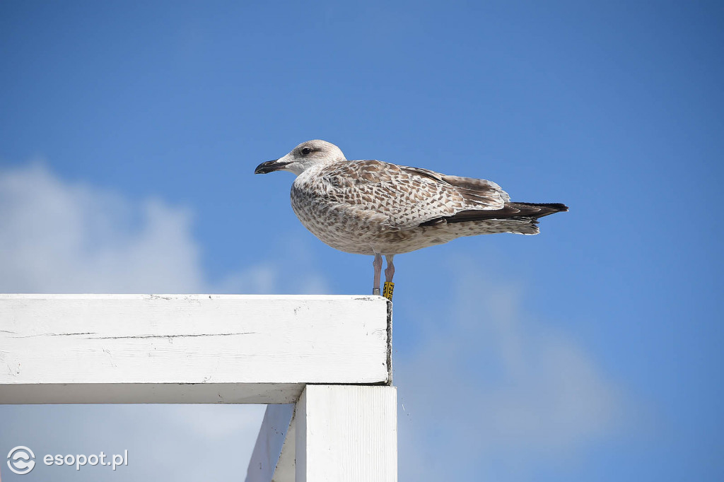 Ostani dzień wakacji w Sopocie! Spokojnie i bez tłumów [FOTO]