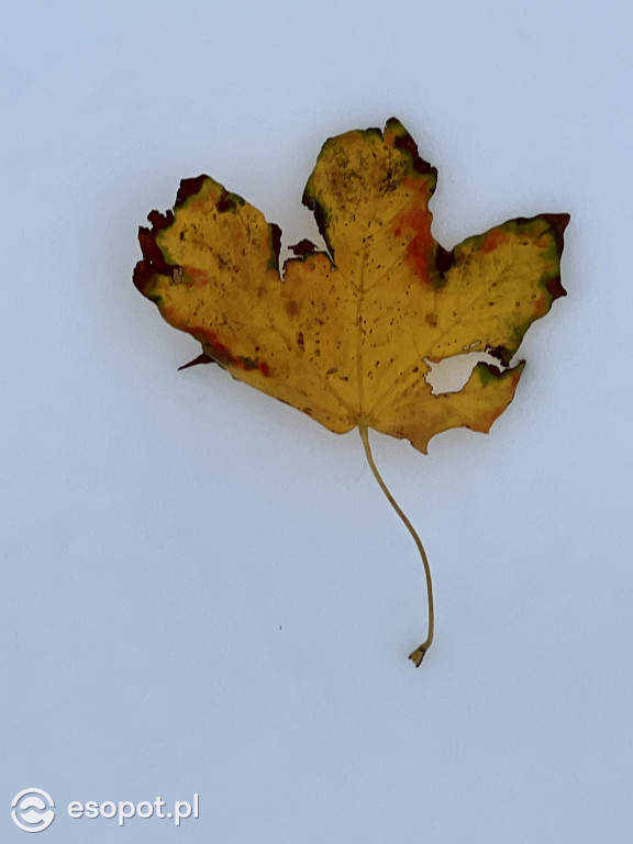 Piękny, zimowy Sopot na zdjęciach! Biała jesień w kurorcie [FOTO]