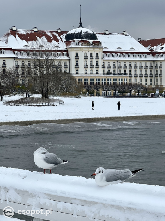 Piękny, zimowy Sopot na zdjęciach! Biała jesień w kurorcie [FOTO]