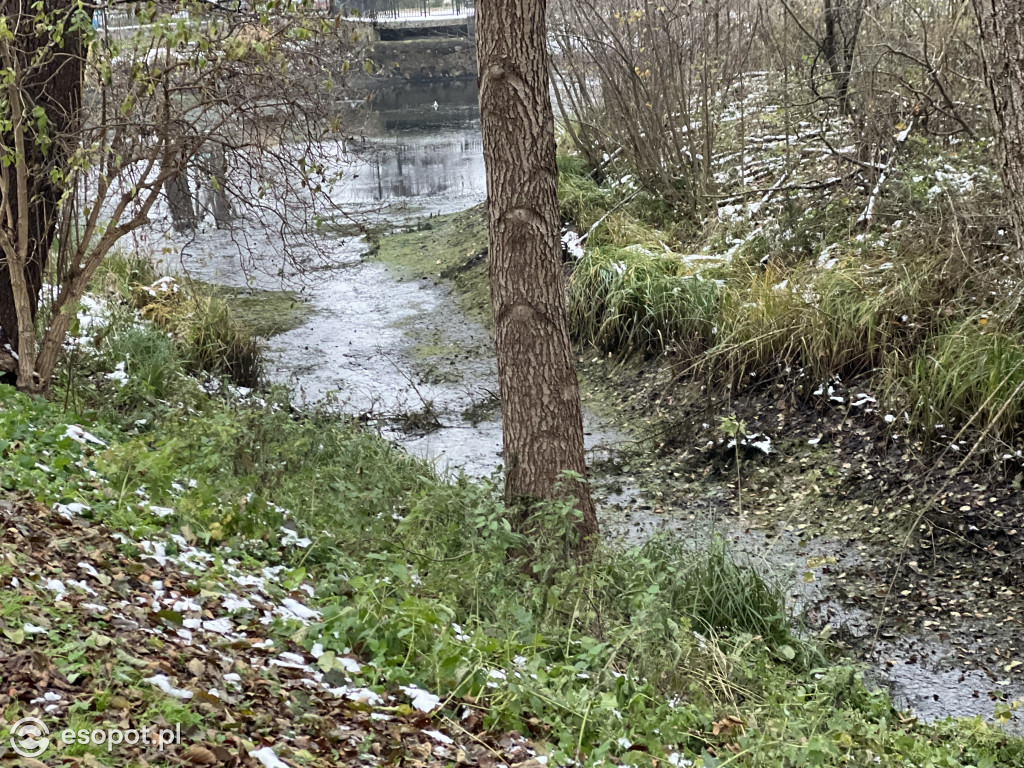Zobacz osuszony staw przy ul. Reja! Trwa oczyszczanie zbiornika [FOTO]